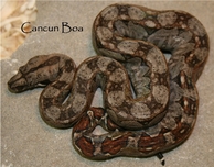 Echte Tarahumara Moutain Boa  Stöckl - Die Nr.1 Boa constrictor Seite im  Internet