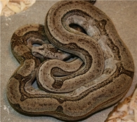 Boa constrictor longicauda Zeros™  Stöckl - Die Nr.1 Boa constrictor Seite  im Internet