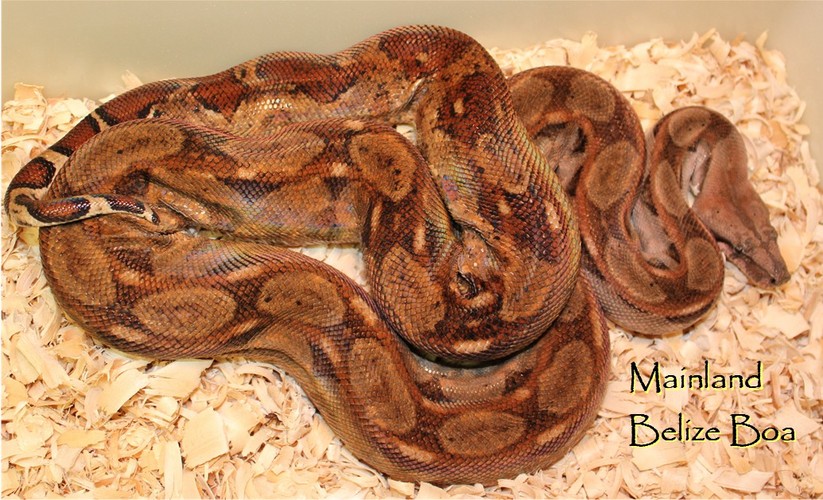 United States Repatriates Seven Boa Constrictors to Brazil From